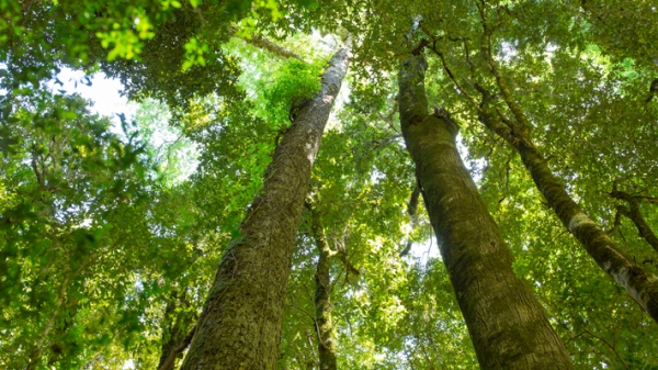 Parque Ecológico Rucamanque en La Araucanía: El laboratorio natural que resguarda los robles más altos y antiguos del mundo